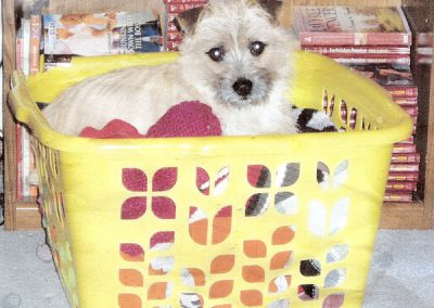 dog_in_basket-web(3)